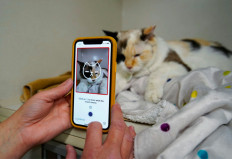 Dr. Liz Ruelle uses a new app called Tably that reads cat's faces and helps her monitor a cat's health at the Wild Rose Cat clinic in Calgary, Alberta, Canada, July 14, 2021. 
