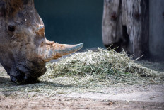 Scientists create embryos to save northern white rhino 
