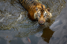 Rangers hunt endangered Sumatran tigers after deadly attacks