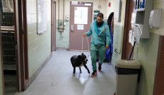 Post-pandemic separation from owners is a dog's life