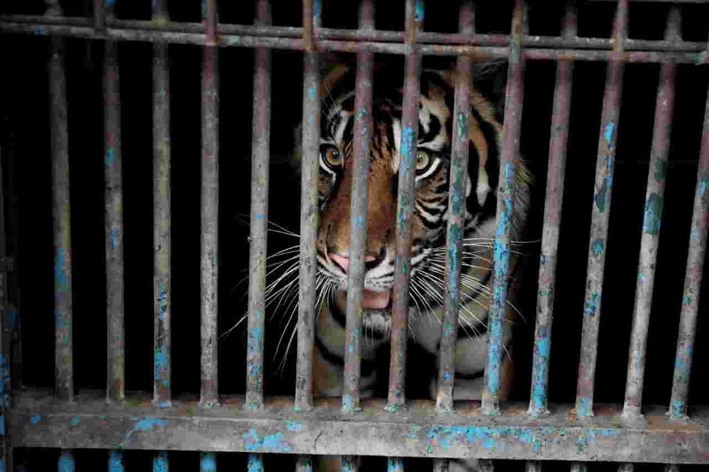 Sumatran tiger captured in Aceh after second human attack - Archipelago -  The Jakarta Post