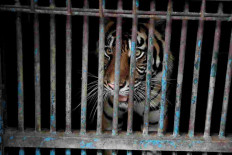 Sumatran tigers infected with coronavirus at Indonesian zoo