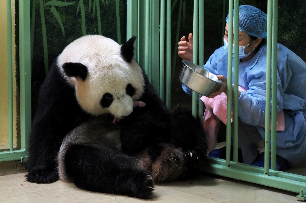 panda giving birth