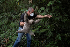 Venezuelan couple nurses injured sloths back to health at home shelter