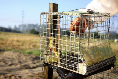 This file photo taken on August 30, 2009, shows an ortolan trapped in a cage of poachers during an action carried out by the French League for the protection of birds (LPO), in Tartas, southwestern France.