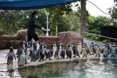 Penguins missing visitors, say keepers, at locked-down Thai Zoo