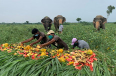 Elephants in India enjoy fruit feast ahead of own world day