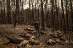 Kostis Angelou shepherd, 44, who lost a herd of 372 animals, walks among his dead goats in a forest following a wildfire near Kerasia Village on Evia (Euboea) island, the second-largest Greek island, on August 11, 2021.