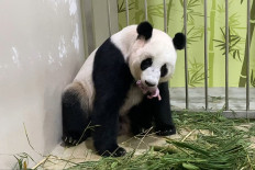 Singapore zoo breeds first panda cub