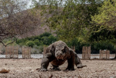 A Komodo dragon is seen in the Komodo National Park, East Nusa Tenggara in an undated photo. Komodo is an endemic animal to Indonesia.