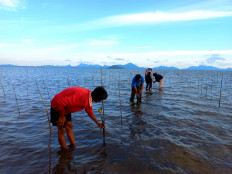 Mangroves are planted by community members in Natuna, Riau Islands province.