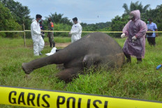 Indonesia arrests five in decapitated elephant case