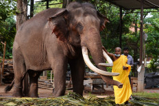 A Sri Lankan Bhuddhist monk anoints a temple elephant as a part ritual marking the New Year as per traditions at a temple in Colombo on April 17, 2021.