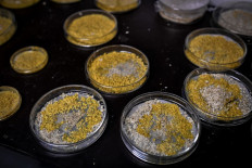 A picture taken on October 16, 2019 at the Parc Zoologique de Paris (Paris zoological gardens) shows Petri dishes containing cultures of Physarum Polycephalum better known as 'Blob', an unicellular organism neither plant, mushroom nor animal.