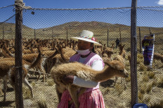 A member of the community of Totoroma holds a vicuna during the traditional Chaku, or Chaccu, an annual vicuna round-up and shearing festival, in the village of Totoroma,
148 km from the city of Puno, in southern Peru, on August 25, 2021.