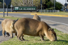 Capybaras eat grass next to a street in a gated community in Tigre, Buenos Aires province, on August 27, 2021.