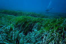 Overlooked but essential: Experts urge protection for seagrass