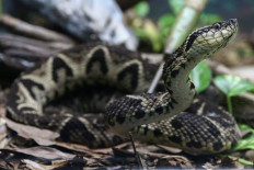A jararacussu snake, whose venom is used in a study against the coronavirus disease (COVID-19), is seen at Butantan Institute in Sao Paulo, Brazil August 27, 2021. Picture taken August 27, 2021. 