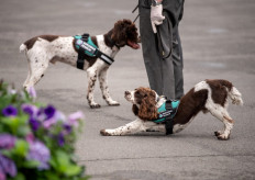 Security search dogs are pictured on the sixth day of the 2021 Wimbledon Championships at The All England Tennis Club in Wimbledon, southwest London, on July 3, 2021.