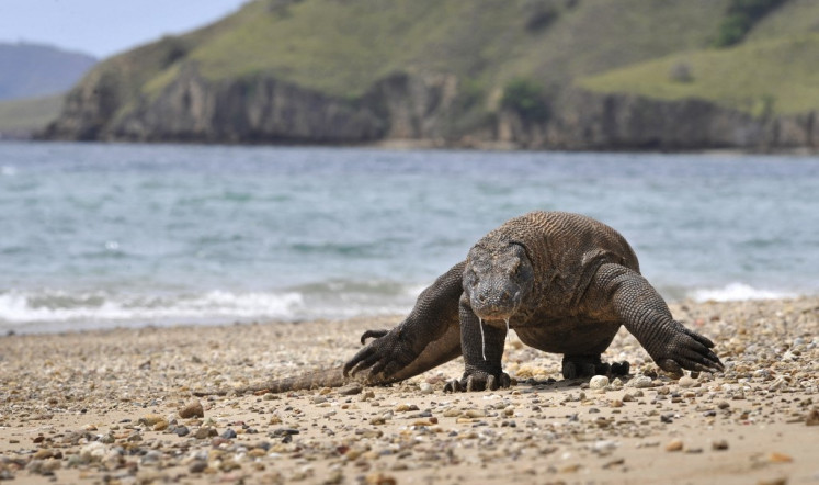 In this file photo taken on Dec. 2, 2010, a Komodo dragon searches the shore area of Komodo island for prey.
