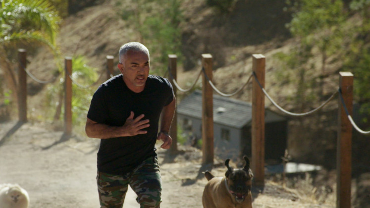 Pack leader: Cesar Millan runs up a hill with a few dogs to get to know them better. Courtesy of the National Geographic Channel.