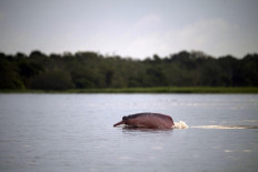View of an Amazon pink dolphin (Inia geoffrensis) at the Amana Lake at Amana Sustainable Development Reserve in Amazonas state, Brazil, on June 29, 2018.