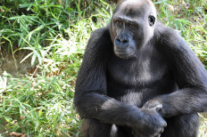 Gorillas at US zoo being treated for COVID-19