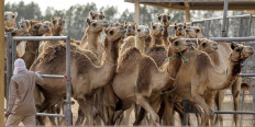 Clone your camel: beauty pageants, races spur high demand