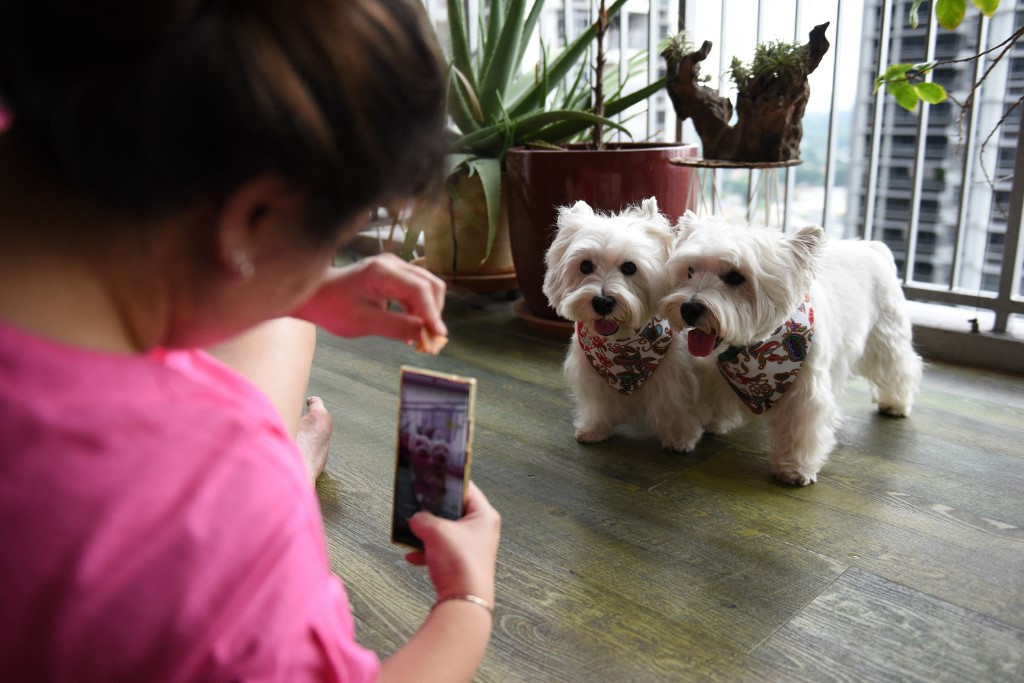 Digital Doggies Pet Influencers On The Rise In Singapore Lifestyle The Jakarta Post