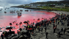 Faroe Islands mass dolphin slaughter casts shadow over tradition