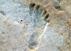 Fossilized human footprints found at the White Sands National Park, New Mexico.