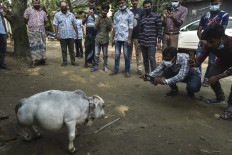 World's shortest cow gets posthumous recognition