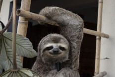 Venezuelan couple goes all out for smiling but endangered sloths