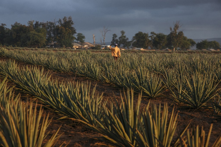 A man crosses a sisal plantation near Amboasary Atsimo on the National Road 13 (RN13), on August 30, 2021. For several decades the South-East of Madagascar has been a victim of the 