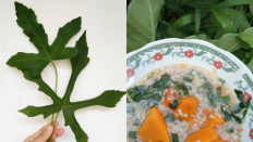 Plant to plate: Gedi leaves are turned into Manadonese porridge (rice congee with vegetables) by Dyah Kartikasari. Just like okra, Gedi leaves have an emulsifying property to thicken the texture of a soup. (Personal collection/Courtesy of Dyah Kartikasari)