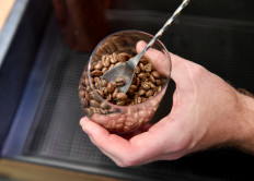 Locally grown: Visitors going to Papua to attend the National Games (PON) 2021 are digging deeply into the province’s arabica beans. (Noam Galai)