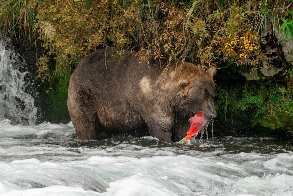 Otis the bear crowned chunk champion in Alaska's Fat Bear Week ...