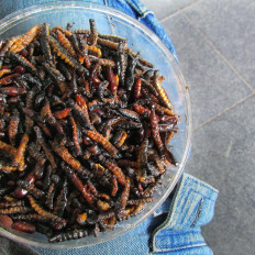 Rare delight: Ungkrung (teak caterpillars) are harder the find than grasshoppers. (Rohmad Aji Mukharom)