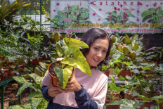 Green gold: Making millions out of plants