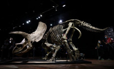Remains of 'Big John', largest known triceratops, fetch nearly $8 mln