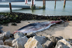  Massive whale beaches itself in northern France 
