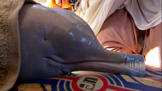 Dolphin that strayed is moved to sanctuary in Pakistan