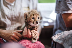 A member of the Cheetah Conservation Fund holds a baby cheetah in one of the facilities of the organisation in the city of Hargeisa, Somaliland, on September 17, 2021.