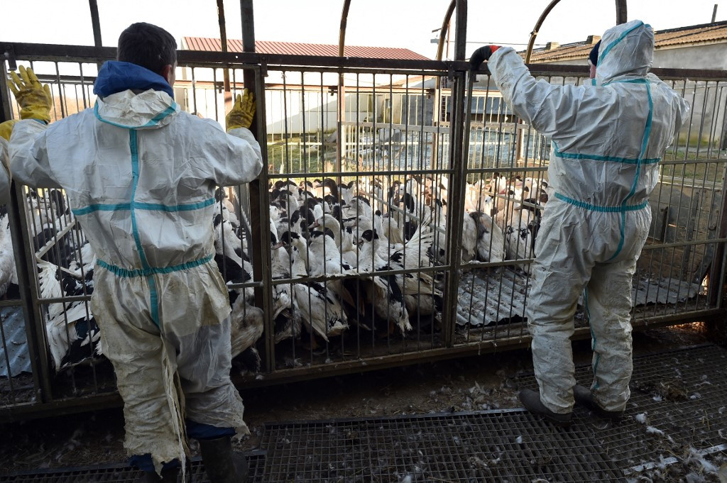 Bird Flu Detected In Mammals But Risk To Humans Low: Experts - Europe ...