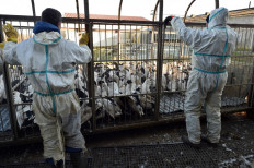 Employees of duck farmer Sebastien Pujos prepare to unload a truck with birds into an enclosure as they prepare to slaughter a portion of his 32,000 ducks, in Belloc-Saint-Clamens, southwestern France, on January 6, 2017, during the first wave of a mass bird slaughter after the detection of bird flu. Authorities in southwest France began a cull of hundreds of thousands of ducks January 5 as the government scrambles to contain an outbreak of a virulent strain of bird flu sweeping Europe. 