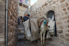 Beethoven-loving donkeys clean up Turkish town