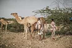Milk, meat and might: in Somalia, 'the camel is king'