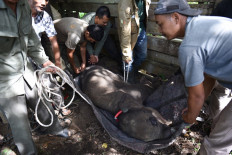 Sumatran baby elephant dies after trunk snared in poacher trap