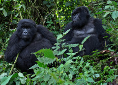 Two mountain gorillas born in DR Congo's Virunga park