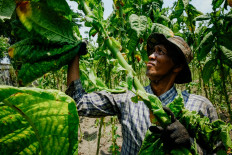 Who benefits from Indonesia’s tobacco deadlock? Not the farmers